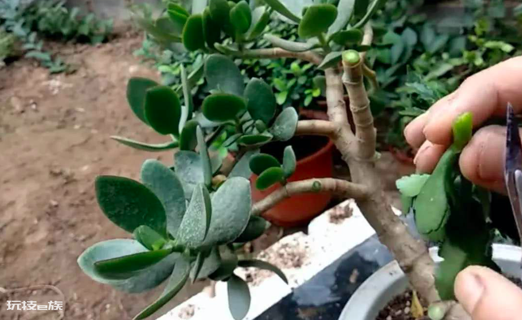 玉树可以嫁接哪些花卉易成活(玉树长寿花嫁接正合适)-图片5